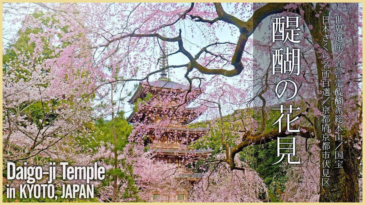 京都／世界遺産】醍醐寺／醍醐の花見 秀吉が愛でた桜の名所 - Cherry
