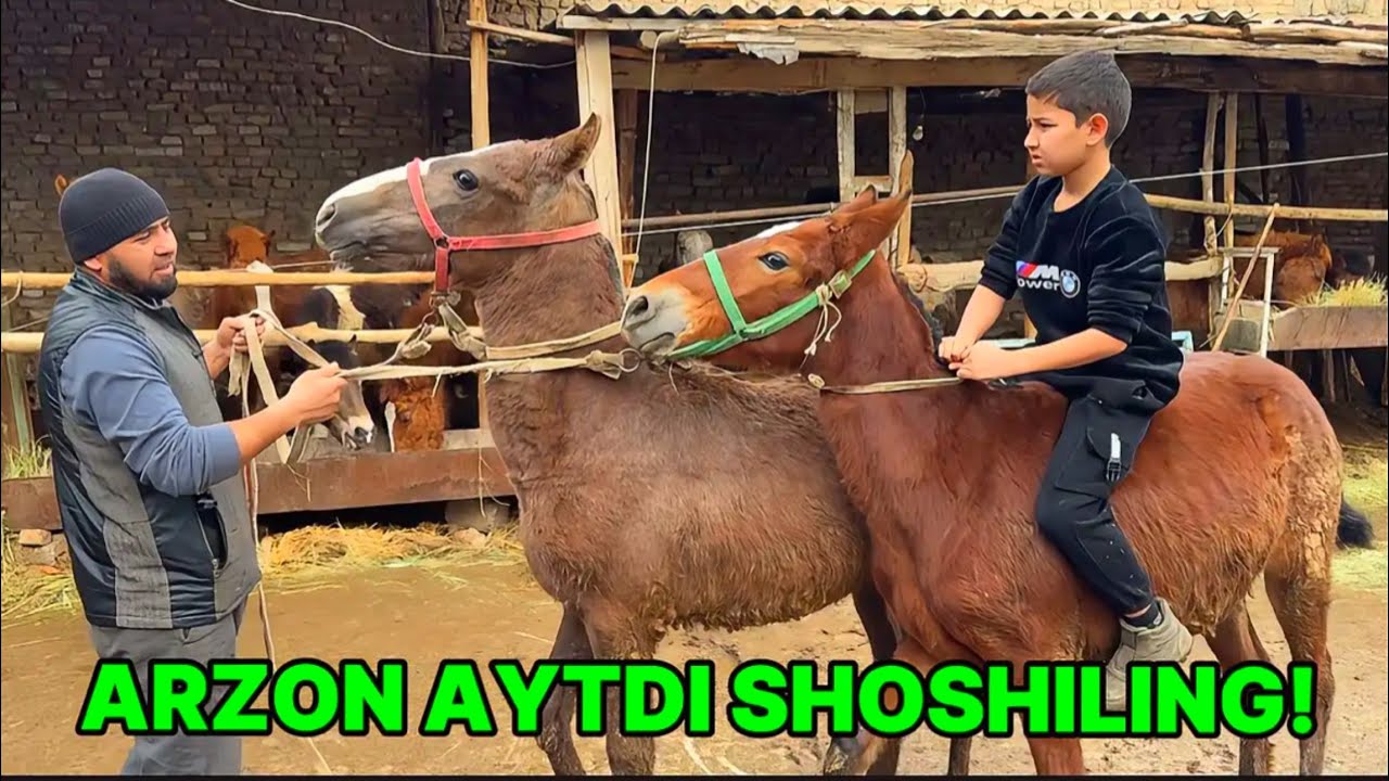 ЖУДА ҲАМ ЗЎР АРЗОН ҚОРА БАЙР МИНҒИЧ ТОЙЛАР 12.02.2026 ЙИЛ