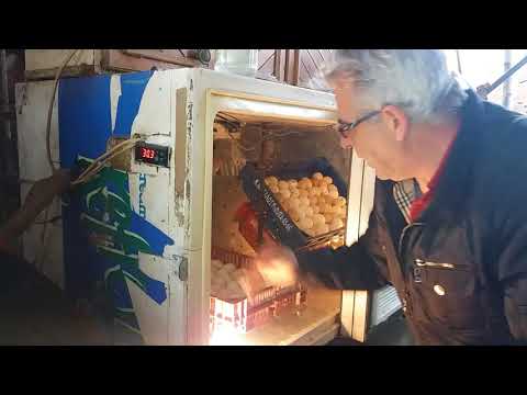 Βίντεο: Πώς λειτουργεί ένα εκκολαπτήριο