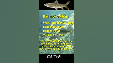 Tập tình và bài mồi câu cá trôi hiệu quả #cauca #fishing #moicau #moicauca #fishingvideo