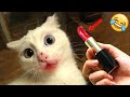 かわいい動物たちの愉快な姿に笑いが止まらない!😂