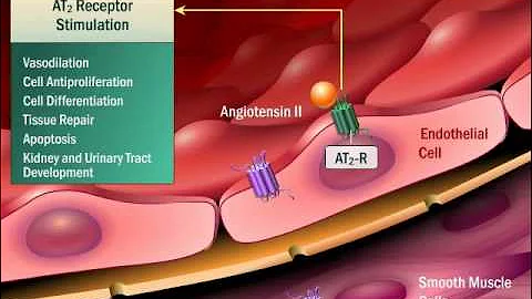Renin Angiotensin Aldosterone System