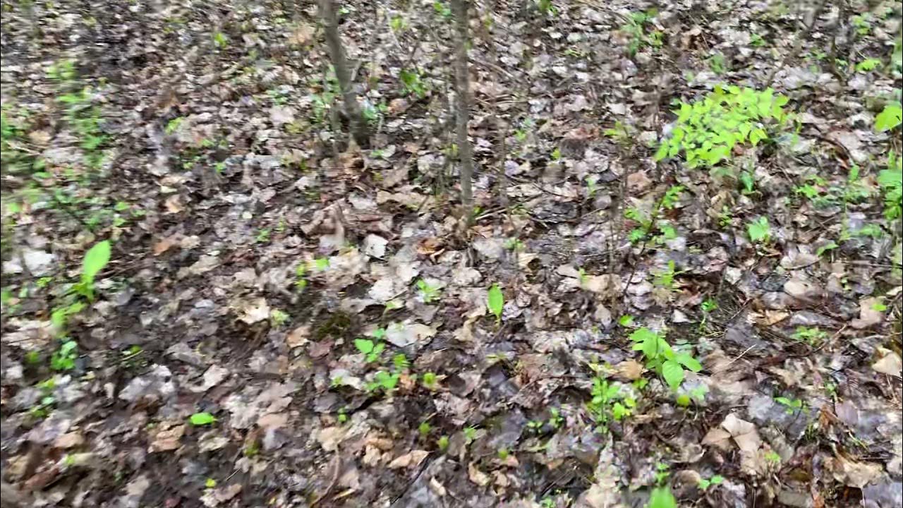 Black cherry tree Michigan morels. YouTube