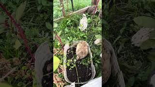 The Quail Are Enjoying The Fresh Ground In The Pen, Foraging The Grasses And Amaranth.