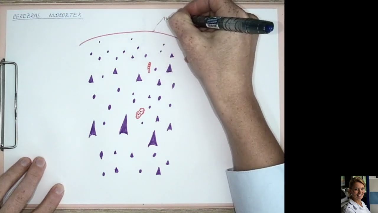 54 Cerebral neocortex