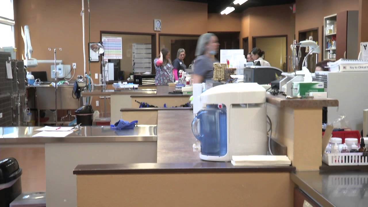 to Sunset Animal Hospital YouTube