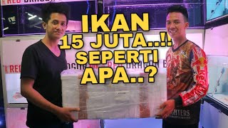 UNBOXING IKAN ARWANA Harga 15 JUTA ? Red Dragon Bogor