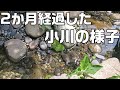 2か月経過した庭池に流れ込む小川の現在&タナゴの稚魚のその後&金魚が尾腐れ病に…