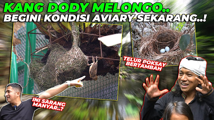 SEKIAN LAMA AKHIRNYA KANG DODY KE AVIARY LANGSUNG MELONGO SENDIRI PAS LIAT ISINYA..