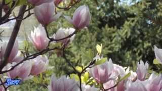 Video thumbnail of "The touch of spring"