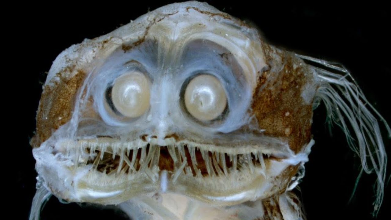 Telescope Fish - Animal of the Week 