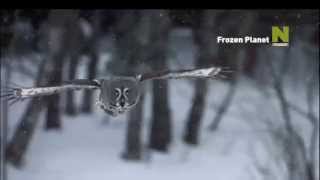 Viasat Nature Eastern Europe - Frozen Planet - Promo