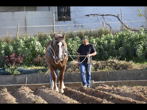 Vidéo: Quatre problèmes de santé chez les chevaux de trait