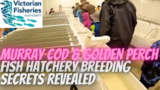 First public tour of Victorian Fisheries Murray Cod & Golden Perch fish hatchery