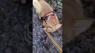 First walk with my new friend finnish spitz Mars ♥ #shorts #subscribe #memories #dogshorts