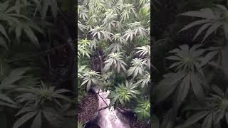 Week 2 flower with a aphid infestation  !