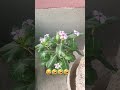 #funny #nature