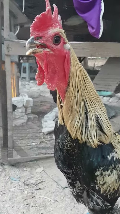 7 Januari 2020