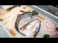 Pangasius fish سمك البنجاسيوس