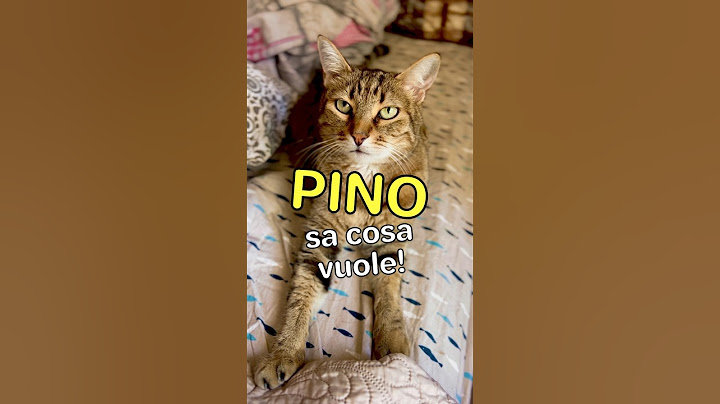 Pino sa cosa vuole! Avevi dubbi? #gatto #pino #funny #cat