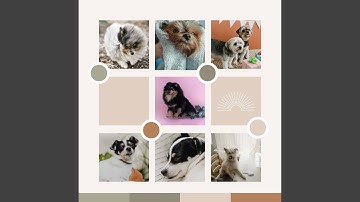 Charming Backdrops for Puppy Safe Spaces