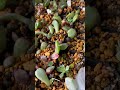 [多肉植物geee]葉挿し部屋^_^ #geee #エケベリア #cactus #多肉生産者 #タニパト#葉挿し部屋