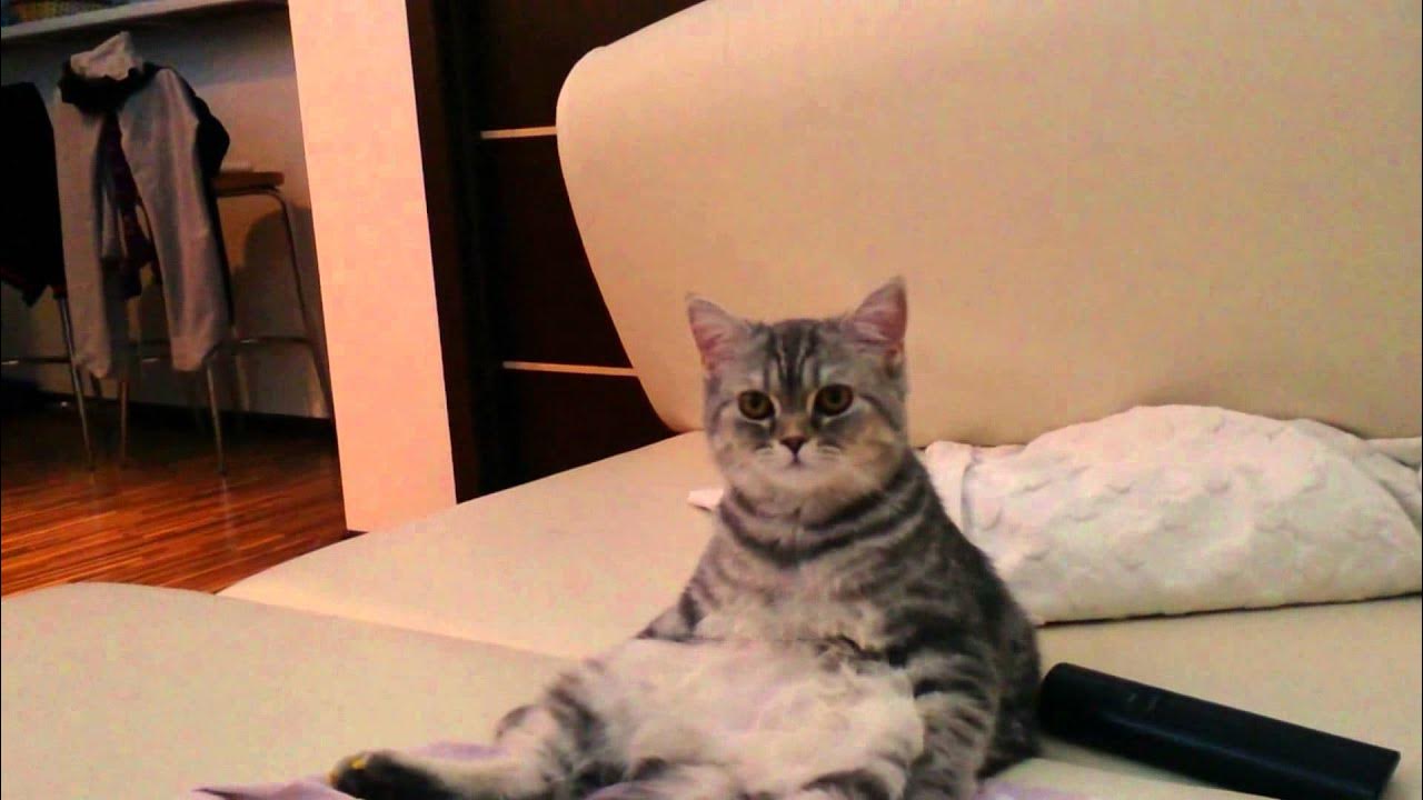 вздыхающий кот гиф. коты mp4. котики mp4. коты mp4. кот дерется с другим котом.