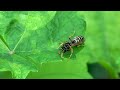 Tired washing wasp with broken wing macro nature short nature episode