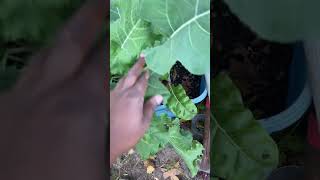Collard Greens Still Growing