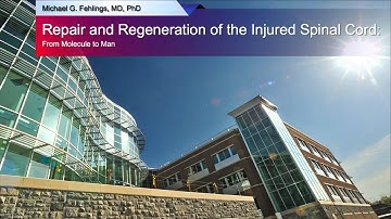 Repair and Regeneration of the Injured Spinal Cord: From Molecule to Man