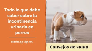 Todo lo que debe saber sobre la incontinencia urinaria en perros