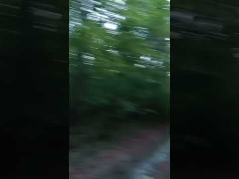 МАКСИМ И КИРИЛЛ ВСТРЕТИЛИ В ГЛУХОМ ЛЕСУ МОГИЛУ! ПОЧЕМУ ОНИ НЕ ПЕРЕСЕКЛИСЬ? #shortsyoutube