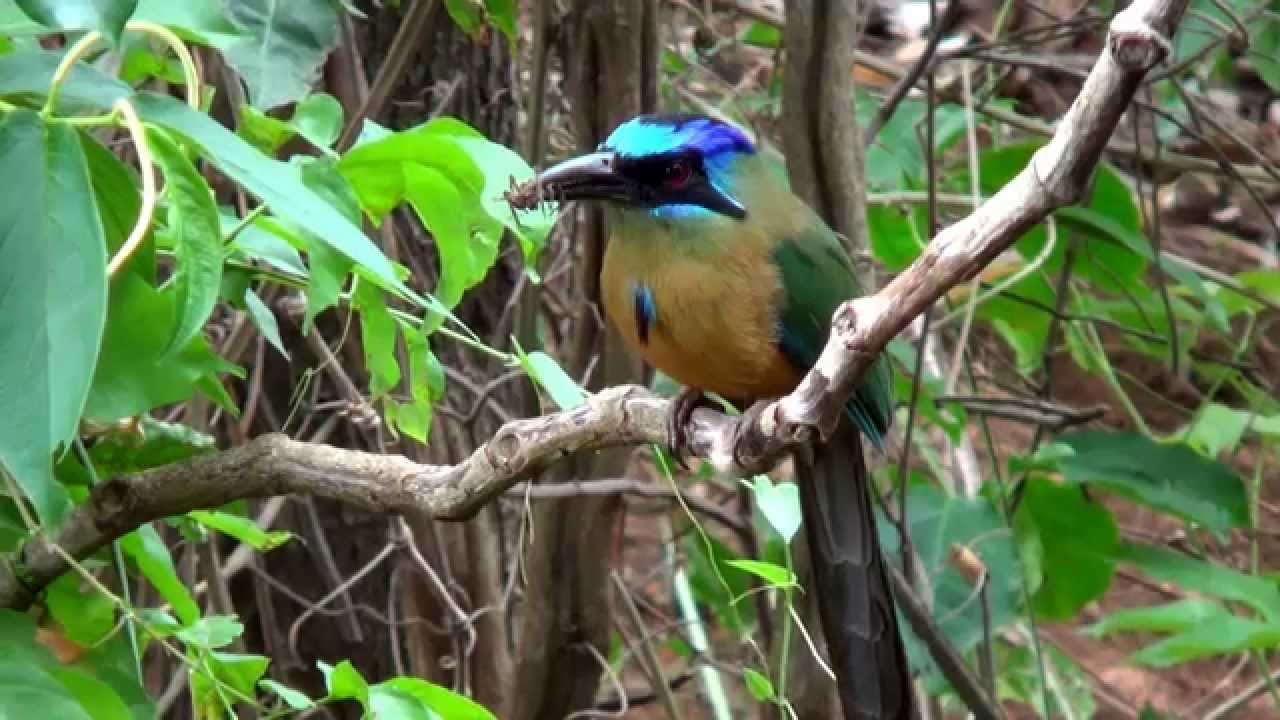 Udu de coroa azul, Momotus momota, Amazonian Motmot, 