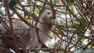 Cute Stray Cat is not on the ground but is walking and sleeping in the tree.