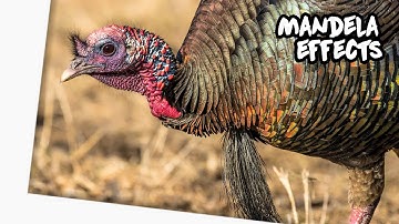 Turkey Beard Mandela Effect