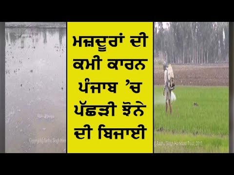 Paddy crop sowing in Punjab- ਕਿਸਾਨਾਂ ਨੇ ਸਰਕਾਰ ਅੱਗੇ ਇਸ ਵੱਡੀ ਸਮੱਸਿਆ ਵੱਲ ਧਿਆਨ ਦੇਣ ਦੀ ਕੀਤੀ ਮੰਗ