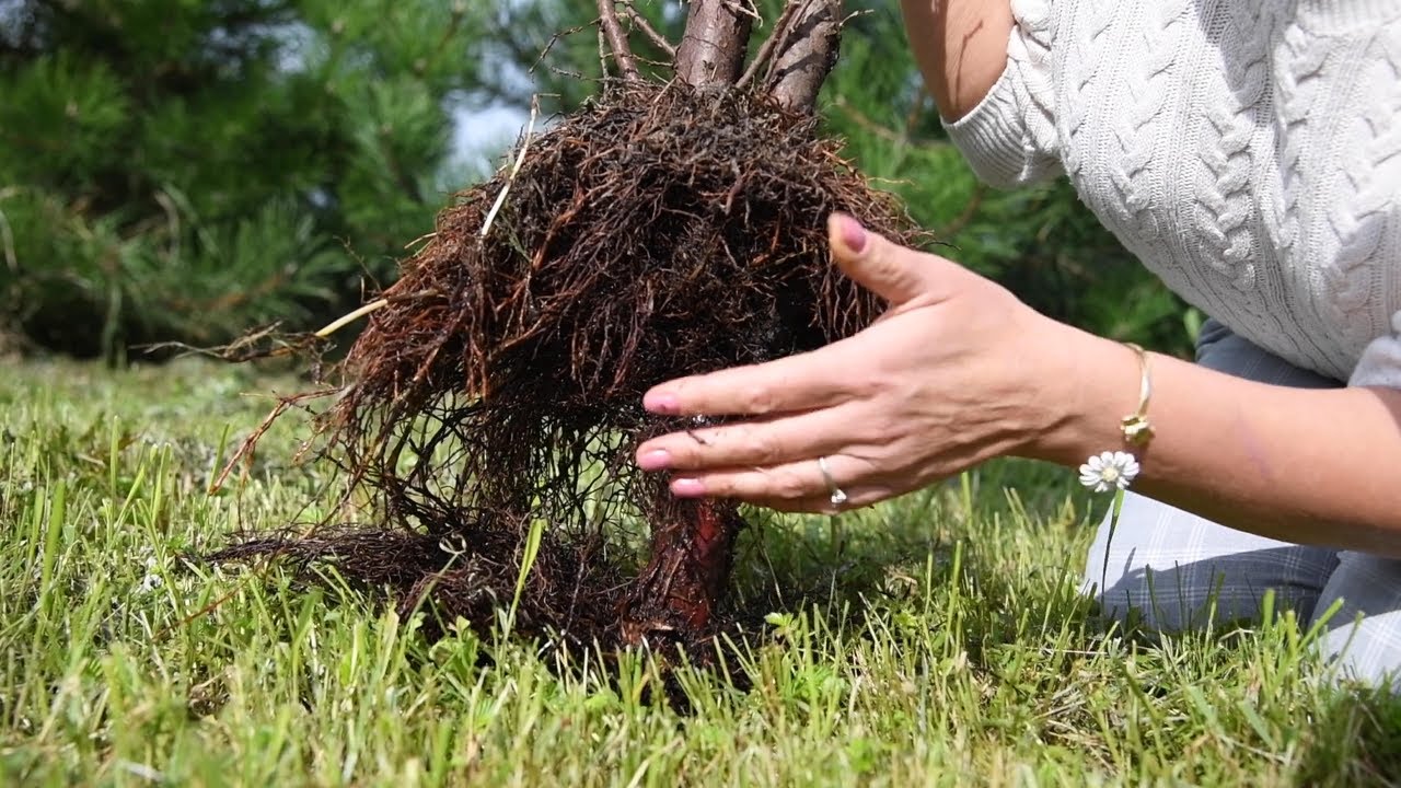 Ļoti nopietni atkal par tūjām