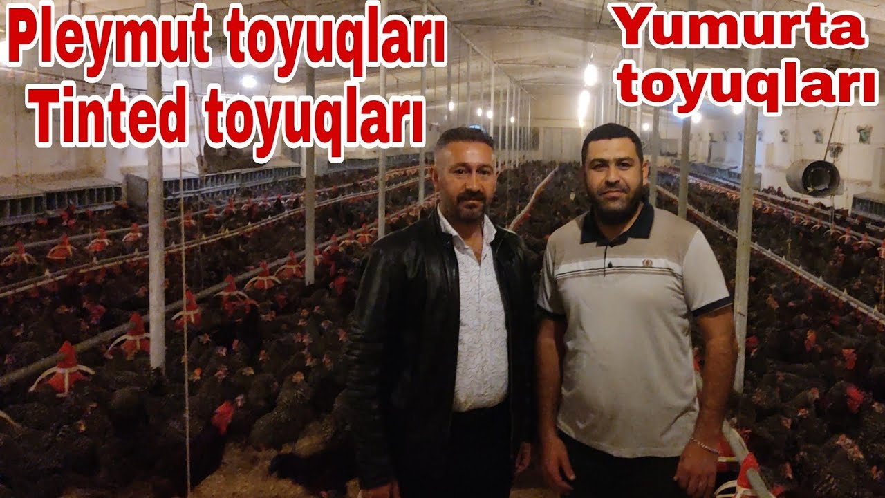 Pleymut və Tinted toyuq  #pleymut #tinted #ataks #ross