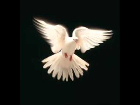 داود حسنى يمامه بيضا 