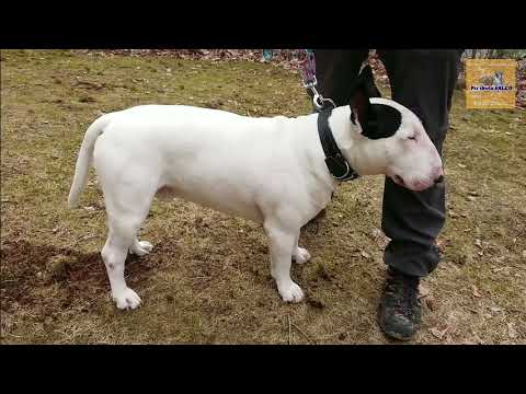 Video: Miniatúrne Plemeno Bulteriéra, Hypoalergénne, Zdravie A životnosť