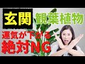 【玄関の観葉植物のNG】これやると運気が下がります！風水のプロが解説