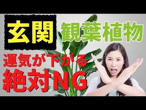 玄関におすすめの植物9選！風水効果と育て方のコツ