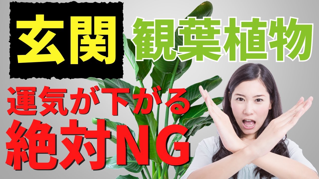 【玄関の観葉植物のNG】これやると運気が下がります！風水のプロが解説