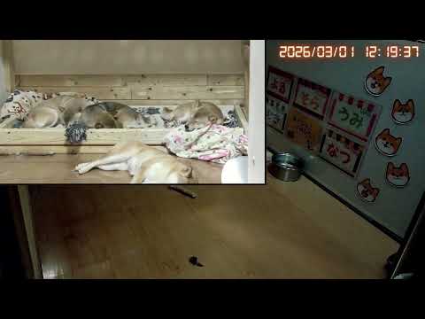 柴犬なつファミリー生配信【生後1歳＋173日】柴フェス準備始めなきゃ♪