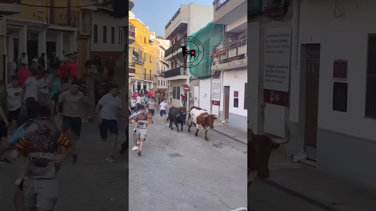Locura de encierro en las calles del Puig de Santa Maria 😮🐃