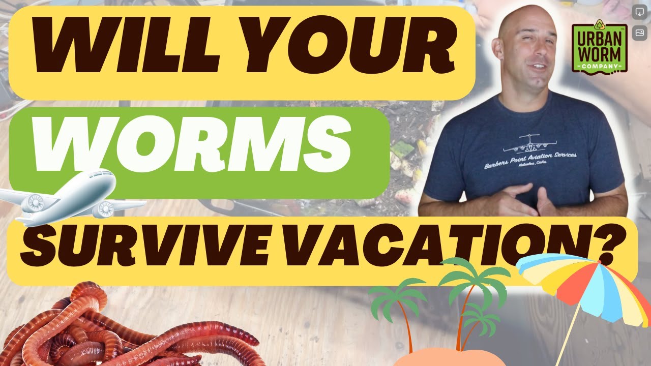 Can Your Worm Farm Survive a Vacation?