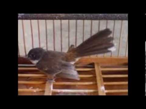 Burung Srikatan Juara Gacor Youtube