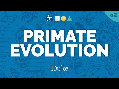 Primate Evolution&rsquo;s Tangled Tree | Fundamental Concepts with Jenny Tung