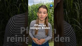 Wie Planzen Böden in Kriegsgebieten reinigen können: #umwelt #ukraine #tagesschau #wissen