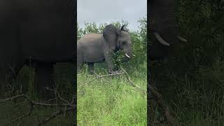 Download Lagu Bulls practicing  MP3